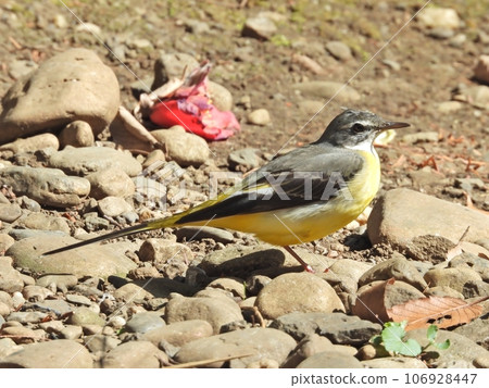 bird bird 106928447