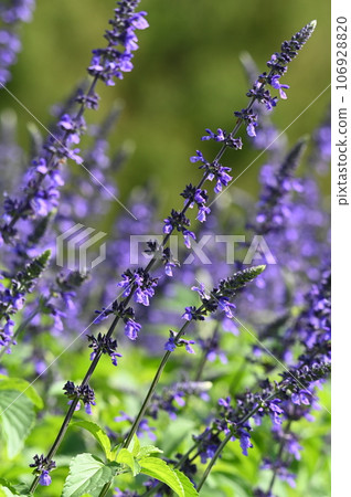 purple lavender flowers purple lavender flowers 106928820