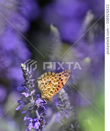Purple flowers and butterflies Purple flowers and butterflies 106928822