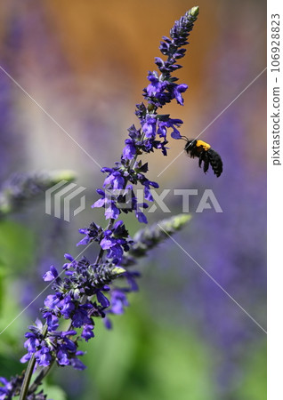 Lavender flowers and bees 106928823