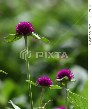 可愛的花 106929105