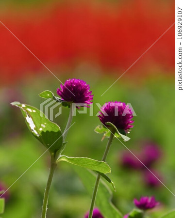 紅色糖果花 紅色糖果花 106929107