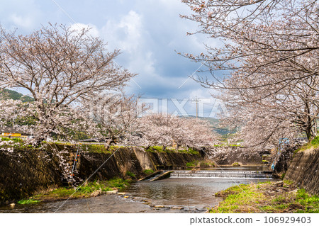Cherry blossoms of Kinkai Tonegawa [Nagasaki City] 106929403