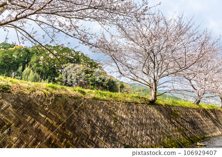 Cherry blossoms of Kinkai Tonegawa [Nagasaki City] 106929407