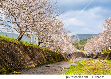 近海音川的櫻花（長崎市） 106929408