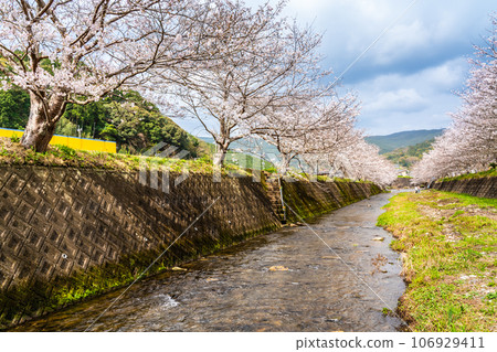 近海音川的櫻花（長崎市） 106929411