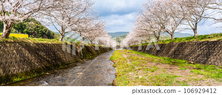 在近海音川全景[長崎市]中的櫻花 106929412