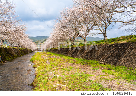 Cherry blossoms of Kinkai Tonegawa [Nagasaki City] 106929413