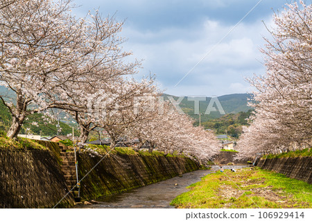 Cherry blossoms of Kinkai Tonegawa [Nagasaki City] 106929414