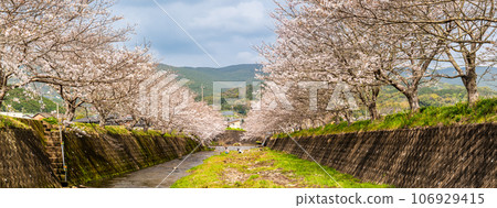 Cherry blossoms at Kinkai Tonegawa Panorama [Nagasaki City] 106929415