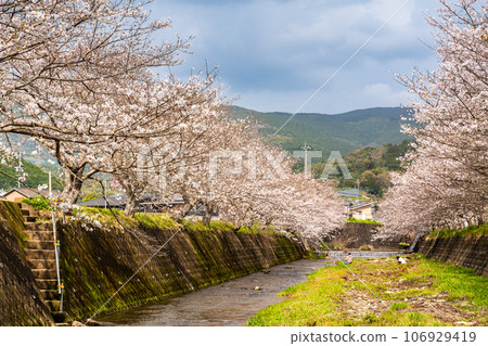 近海音川的櫻花（長崎市） 106929419