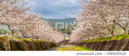 Cherry blossoms at Kinkai Tonegawa Panorama [Nagasaki City] 106929420