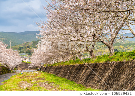 Cherry blossoms of Kinkai Tonegawa [Nagasaki City] 106929421