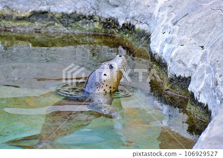 A baby harbor seal rescued from Shiretoko on display at Asahiyama Zoo A baby harbor seal rescued from Shiretoko on display at Asahiyama Zoo 106929527