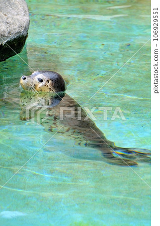 旭山動物園展出從知床救出的斑海豹寶寶 旭山動物園展出從知床救出的斑海豹寶寶 106929551