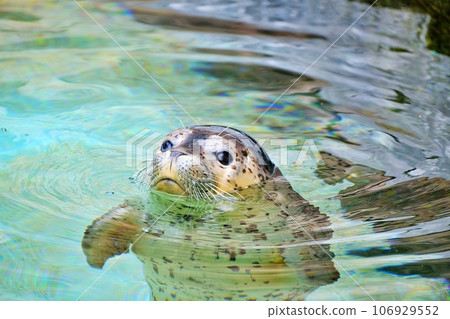 旭山動物園展出從知床救出的斑海豹寶寶 旭山動物園展出從知床救出的斑海豹寶寶 106929552