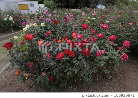 Arao City Ominous Citizen Flower Bed Rose Flower, 106929671