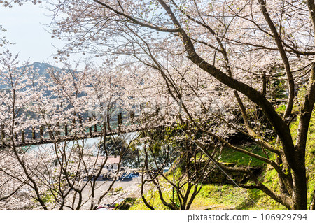 金開中央公園內的櫻花[長崎市] 106929794