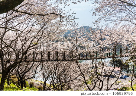金開中央公園內的櫻花[長崎市] 106929796