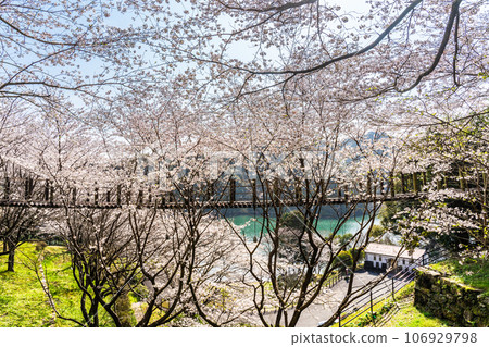 金開中央公園內的櫻花[長崎市] 106929798