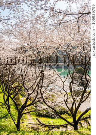 金開中央公園內的櫻花[長崎市] 106929799