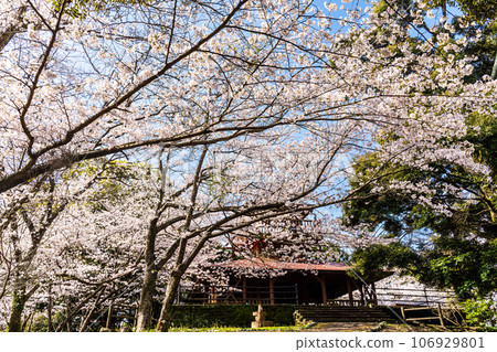 金開中央公園內的櫻花[長崎市] 106929801