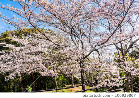 金開中央公園內的櫻花[長崎市] 106929807