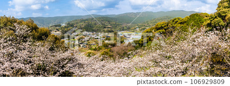 近海中央公園全景內的櫻花[長崎市] 106929809