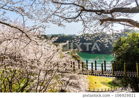 金開中央公園內的櫻花[長崎市] 106929811