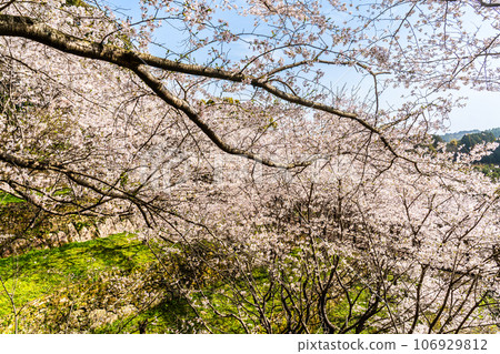 金開中央公園內的櫻花[長崎市] 106929812