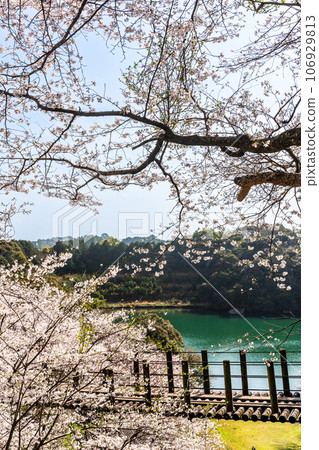 金開中央公園內的櫻花[長崎市] 106929813