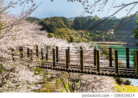 Cherry blossoms at Kinkai Central Park [Nagasaki City] 106929814