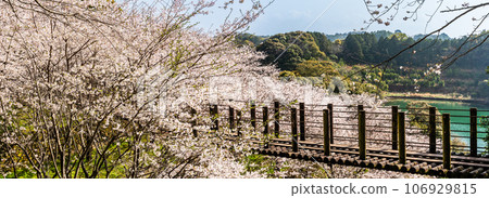 近海中央公園全景內的櫻花[長崎市] 106929815