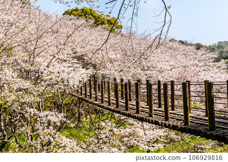 金開中央公園內的櫻花[長崎市] 106929816