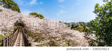 近海中央公園全景內的櫻花[長崎市] 106929823
