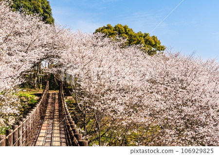 金開中央公園內的櫻花[長崎市] 106929825
