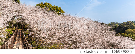 近海中央公園全景內的櫻花[長崎市] 106929826