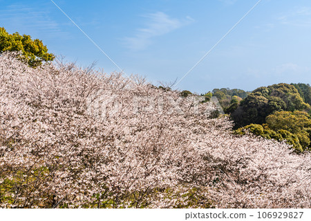金開中央公園內的櫻花[長崎市] 106929827