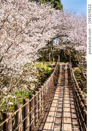 金開中央公園內的櫻花[長崎市] 106929828