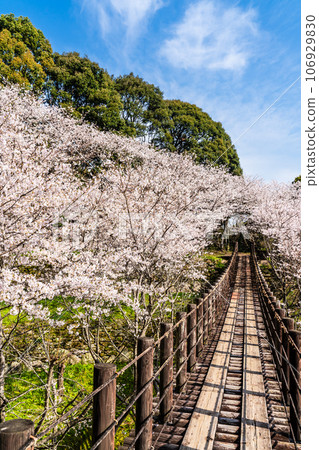 金開中央公園內的櫻花[長崎市] 106929830