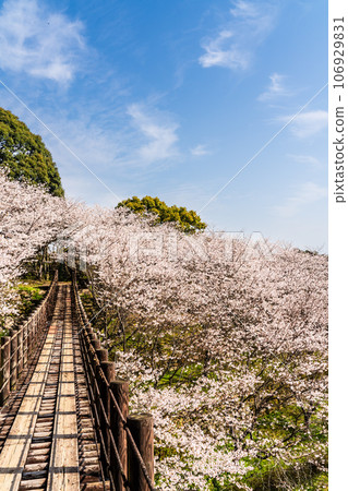 金開中央公園內的櫻花[長崎市] 106929831