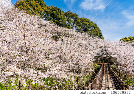 金開中央公園內的櫻花[長崎市] 106929832
