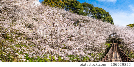 近海中央公園全景內的櫻花[長崎市] 106929833