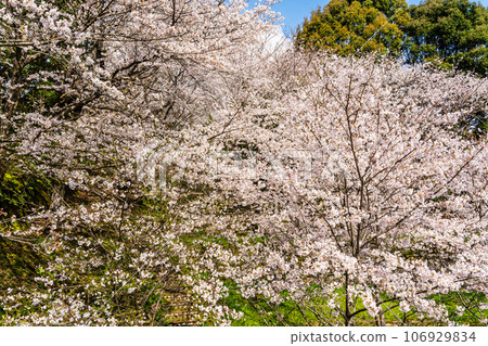 金開中央公園內的櫻花[長崎市] 106929834