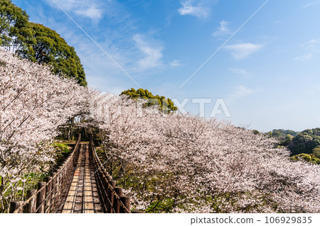 金開中央公園內的櫻花[長崎市] 106929835