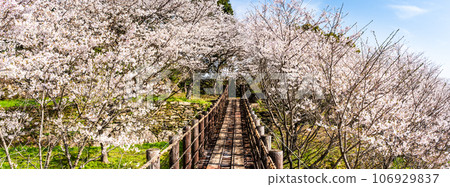 近海中央公園全景內的櫻花[長崎市] 106929837