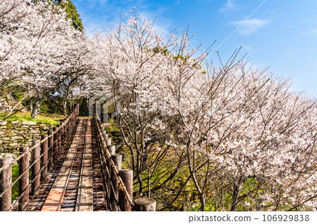 金開中央公園內的櫻花[長崎市] 106929838
