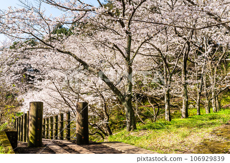 金開中央公園內的櫻花[長崎市] 106929839