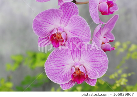 Phalaenopsis orchid ‘Phalaenopsis memoria en fegen’ Phalaenopsis orchid ‘Phalaenopsis memoria en fegen’ 106929907