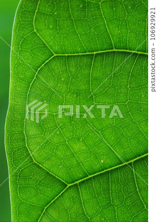 Close-up of leaf veins of a houseplant 106929921